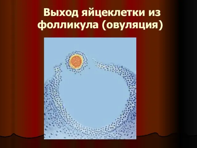 Выход яйцеклетки из фолликула (овуляция)