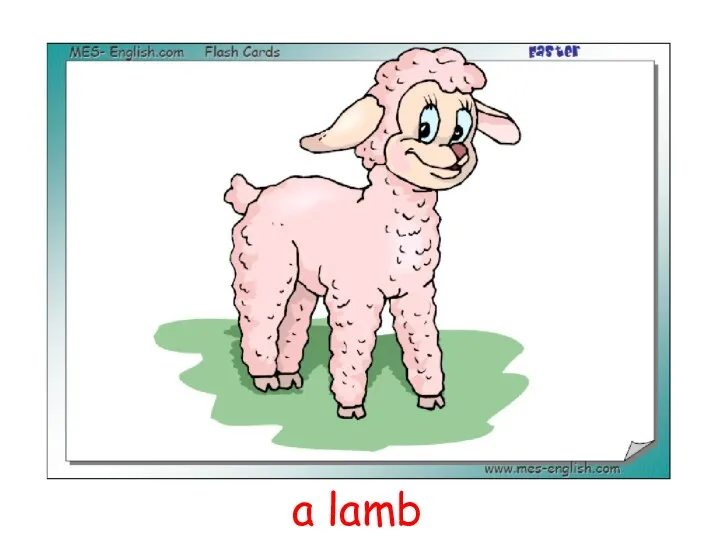 a lamb