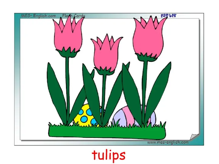 tulips