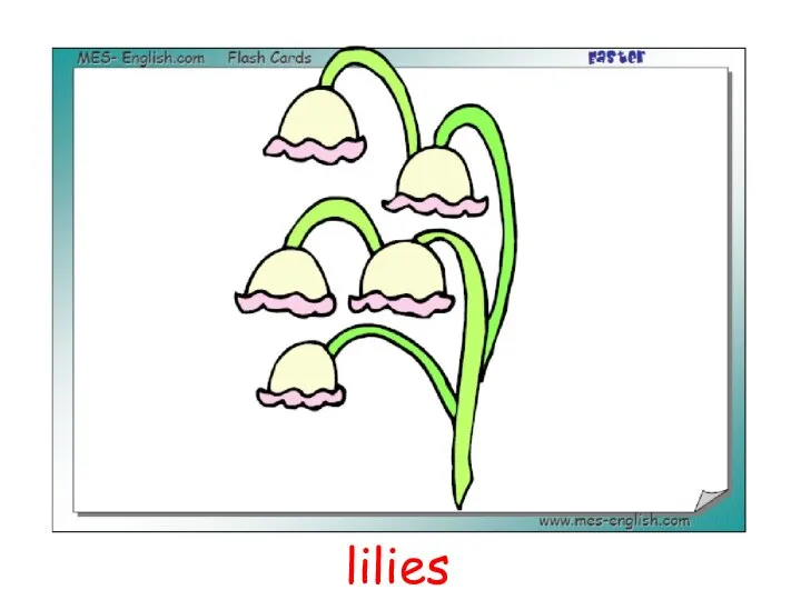 lilies