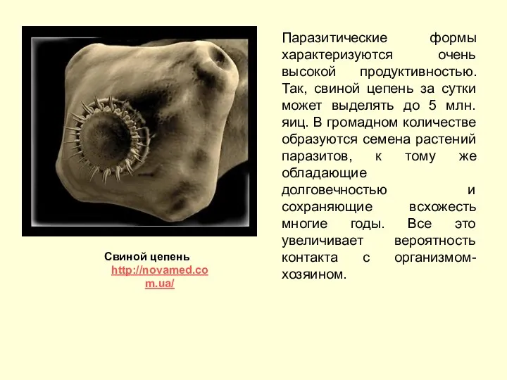 Паразитические формы характеризуются очень высокой продуктивностью. Так, свиной цепень за сутки