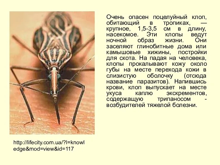 Очень опасен поцелуйный клоп, обитающий в тропиках, — крупное, 1,5-3,5 см