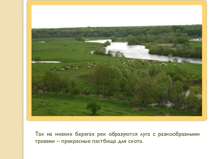 Так на низких берегах рек образуются луга с разнообразными травами – прекрасные пастбища для скота.