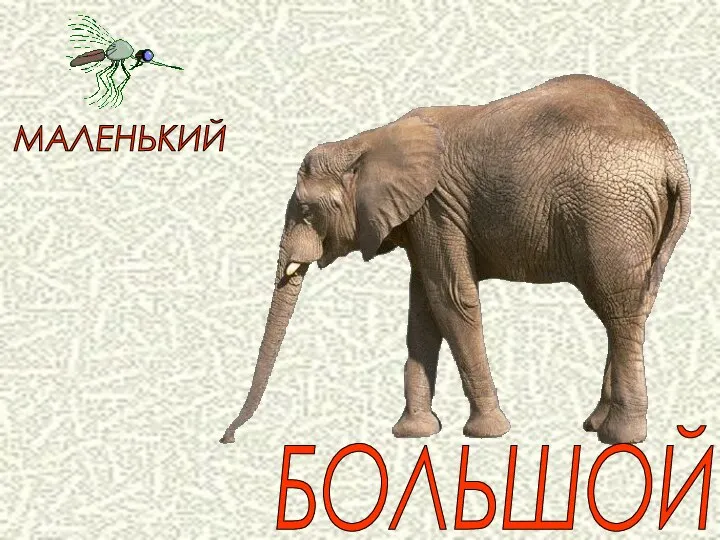 БОЛЬШОЙ МАЛЕНЬКИЙ