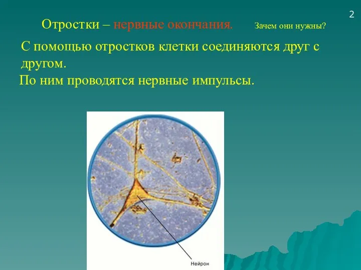 Отростки – нервные окончания. Зачем они нужны? 2 С помощью отростков