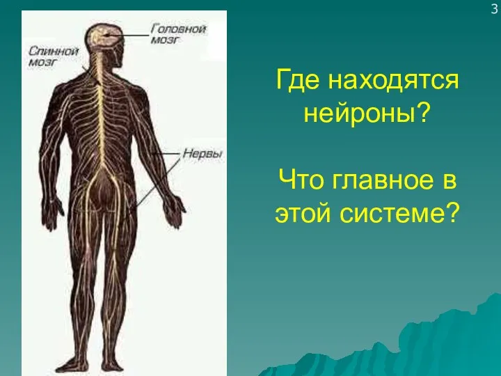 Где находятся нейроны? Что главное в этой системе? 3