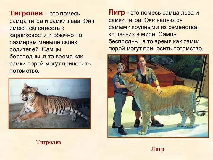 Лигр - это помесь самца льва и самки тигра. Они являются