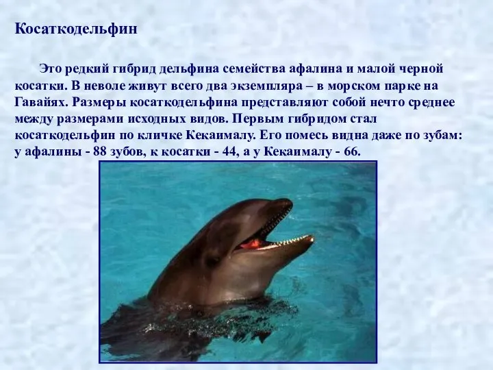 Косаткодельфин Это редкий гибрид дельфина семейства афалина и малой черной косатки.