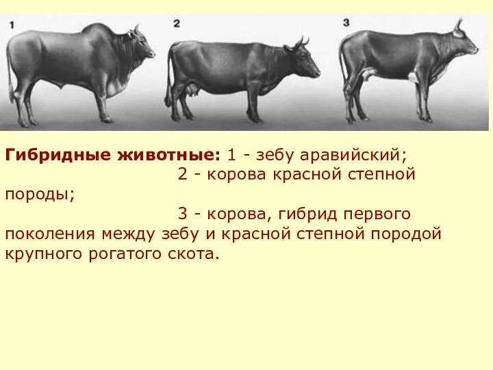 Гибридные животные: 1 - зебу аравийский; 2 - корова красной степной