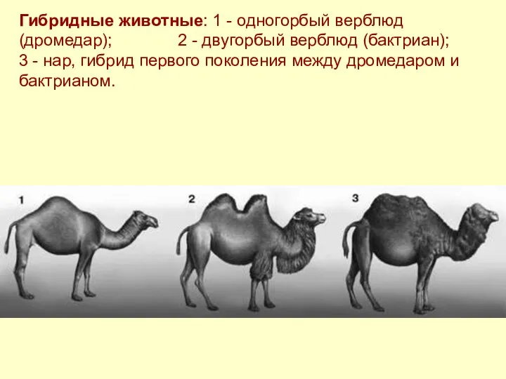 Гибридные животные: 1 - одногорбый верблюд (дромедар); 2 - двугорбый верблюд