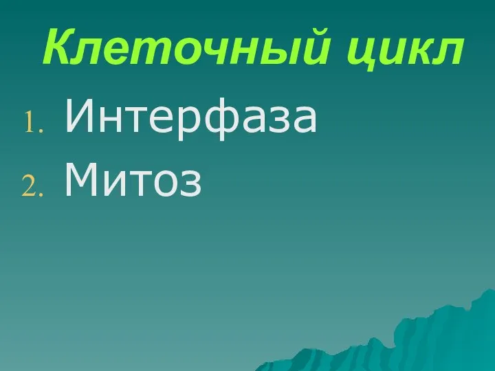 Клеточный цикл Интерфаза Митоз