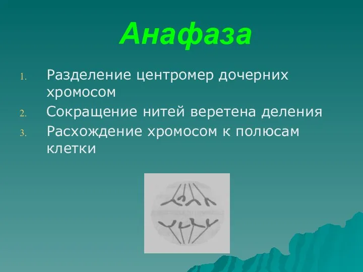 Анафаза Разделение центромер дочерних хромосом Сокращение нитей веретена деления Расхождение хромосом к полюсам клетки