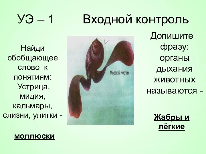 УЭ – 1 Входной контроль Допишите фразу: органы дыхания животных называются