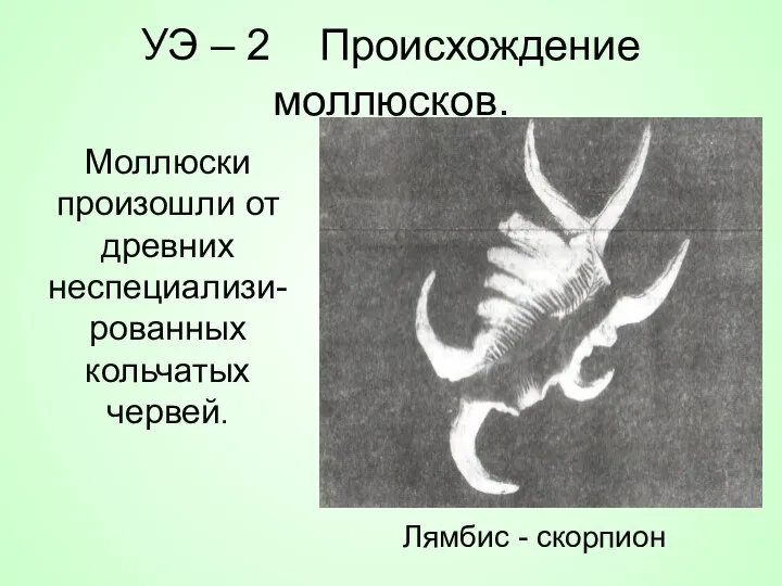 УЭ – 2 Происхождение моллюсков. Моллюски произошли от древних неспециализи- рованных кольчатых червей. Лямбис - скорпион