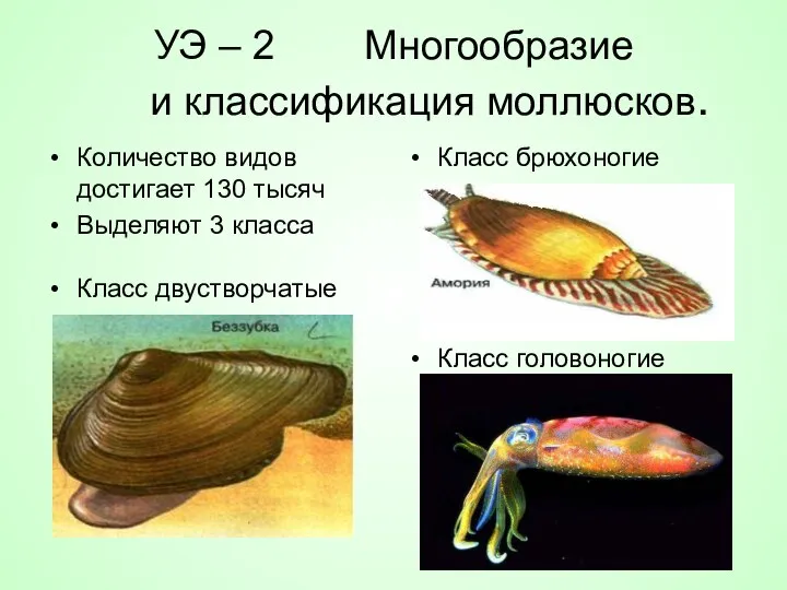 УЭ – 2 Многообразие и классификация моллюсков. Количество видов достигает 130