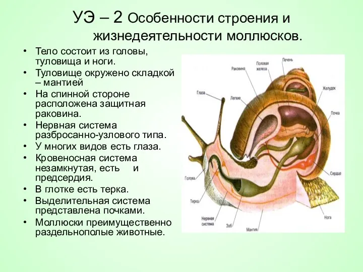 УЭ – 2 Особенности строения и жизнедеятельности моллюсков. Тело состоит из