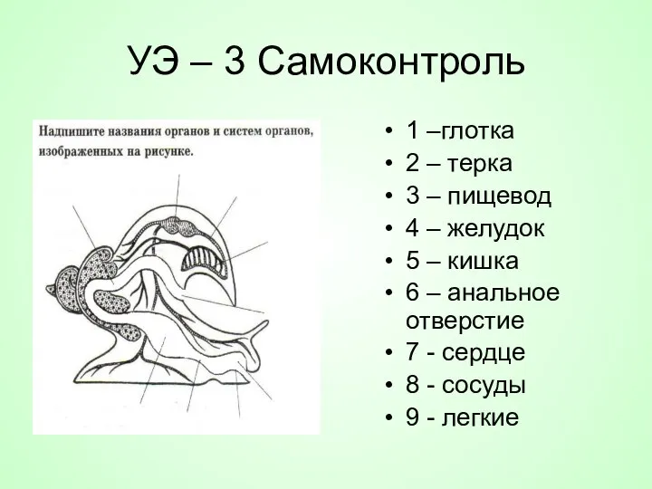 УЭ – 3 Самоконтроль 1 –глотка 2 – терка 3 –