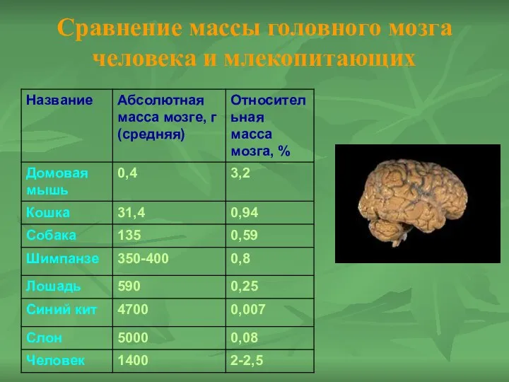 Сравнение массы головного мозга человека и млекопитающих