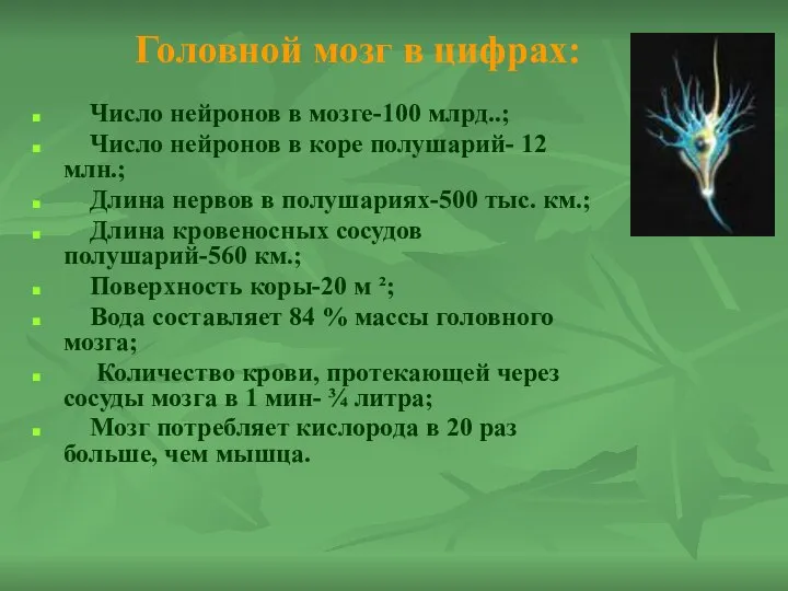 Головной мозг в цифрах: Число нейронов в мозге-100 млрд..; Число нейронов