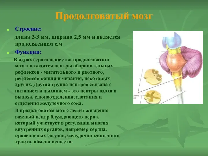 Продолговатый мозг Строение: длина 2-3 мм, ширина 2,5 мм и является