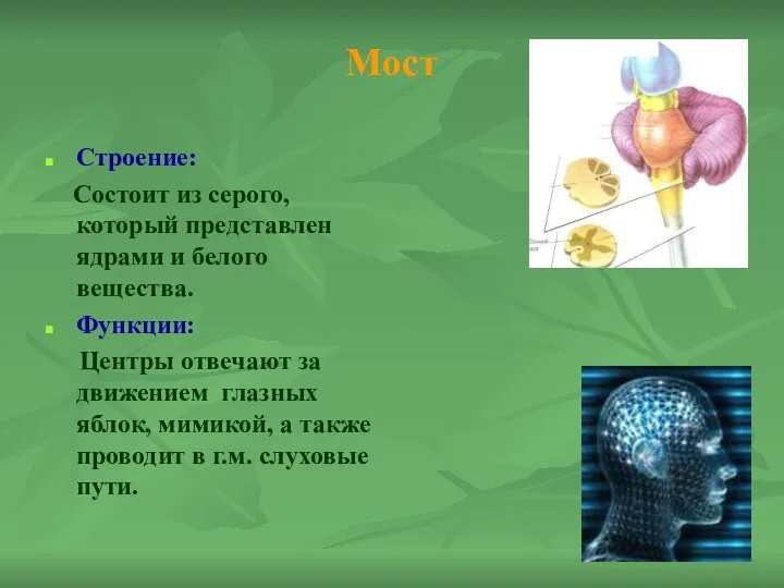 Мост Строение: Состоит из серого, который представлен ядрами и белого вещества.