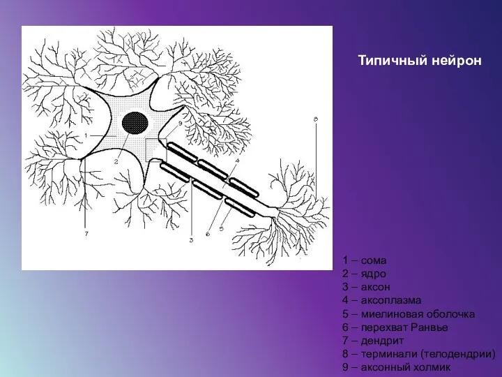 7 1 – сома 2 – ядро 3 – аксон 4