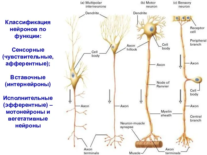 Классификация нейронов по функции: Сенсорные (чувствительные, афферентные); Вставочные (интернейроны) Исполнительные (эфферентные) – мотонейроны и вегетативные нейроны