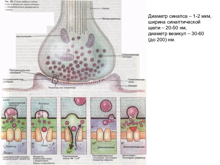 Диаметр синапса – 1-2 мкм, ширина синаптической щели – 20-50 нм,