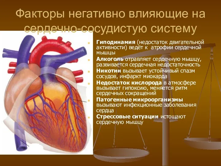 Факторы негативно влияющие на сердечно-сосудистую систему Гиподинамия (недостаток двигательной активности) ведёт