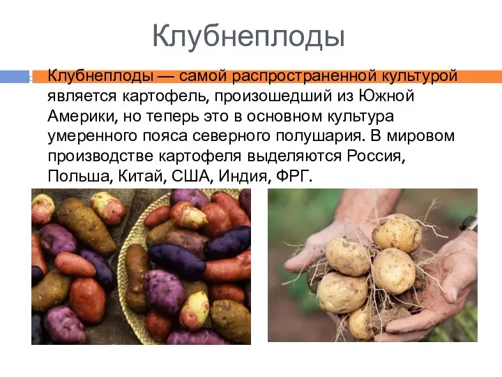 Клубнеплоды Клубнеплоды — самой распространенной культурой является картофель, произошедший из Южной