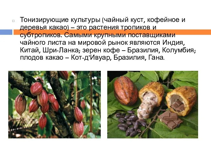 Тонизирующие культуры (чайный куст, кофейное и деревья какао) – это растения