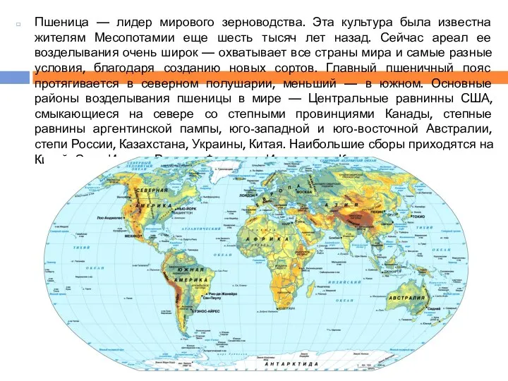 Пшеница — лидер мирового зерноводства. Эта культура была известна жителям Месопотамии