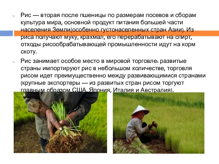 Рис — вторая после пшеницы по размерам посевов и сборам культура