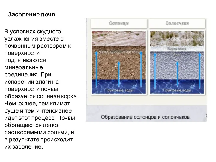 В условиях скудного увлажнения вместе с почвенным раствором к поверхности подтягиваются