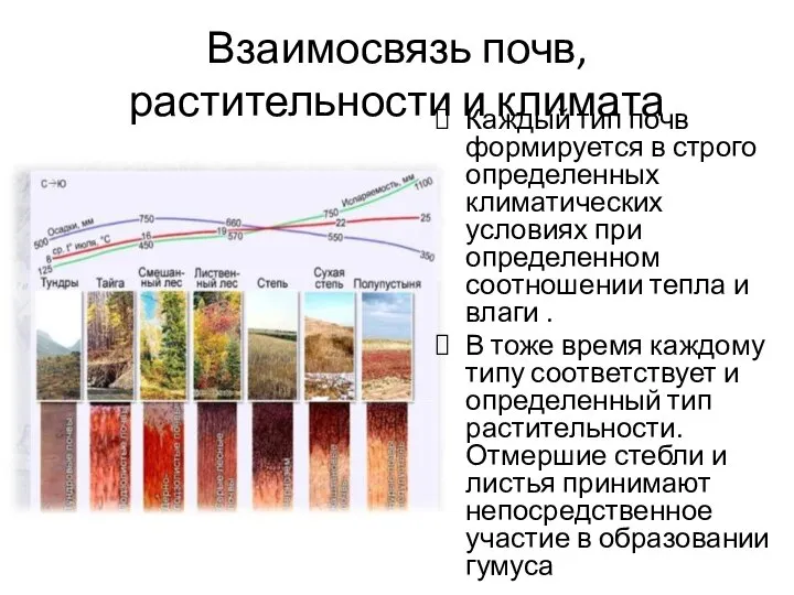 Взаимосвязь почв, растительности и климата Каждый тип почв формируется в строго