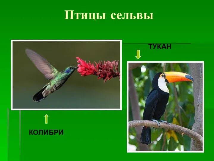 Птицы сельвы КОЛИБРИ ТУКАН