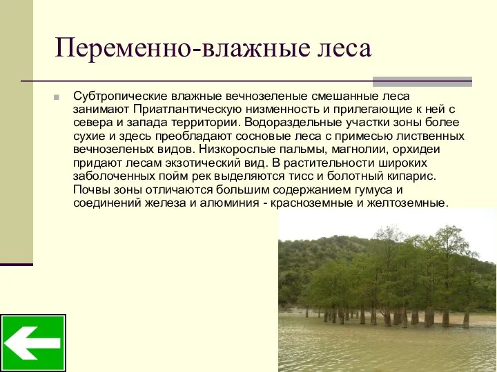 Переменно-влажные леса Субтропические влажные вечнозеленые смешанные леса занимают Приатлантическую низменность и