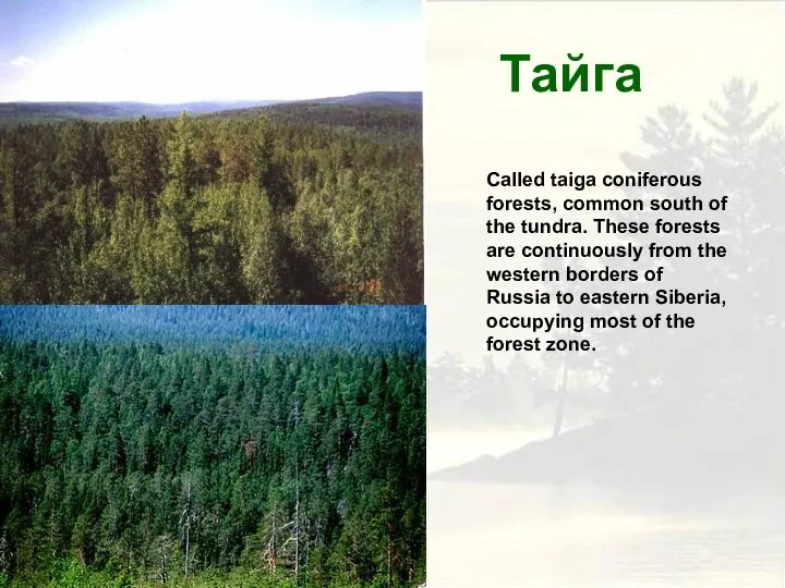 Тайга Called taiga coniferous forests, common south of the tundra. These