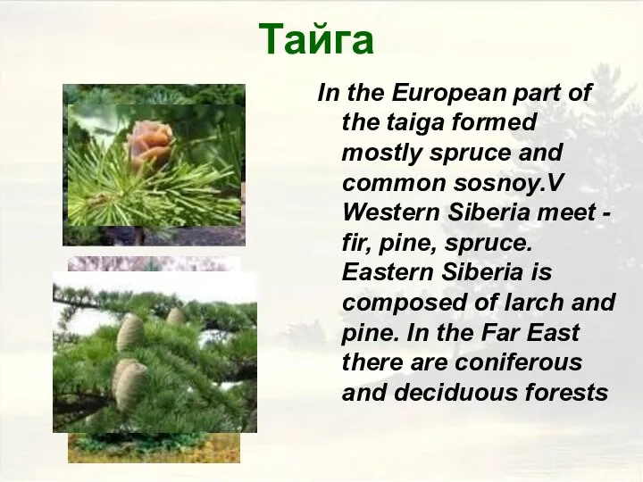 Тайга In the European part of the taiga formed mostly spruce