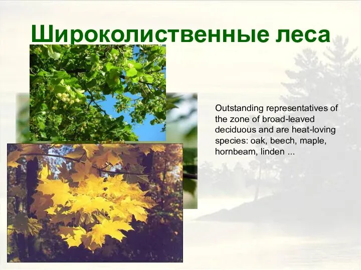 Широколиственные леса Outstanding representatives of the zone of broad-leaved deciduous and