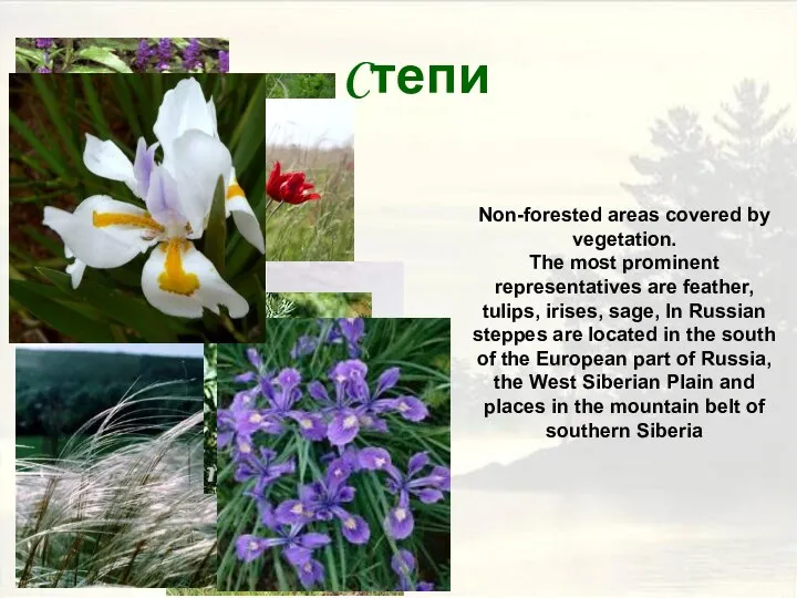 Cтепи Non-forested areas covered by vegetation. The most prominent representatives are