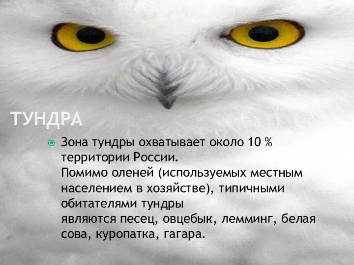 Тундра Зона тундры охватывает около 10 % территории России. Помимо оленей