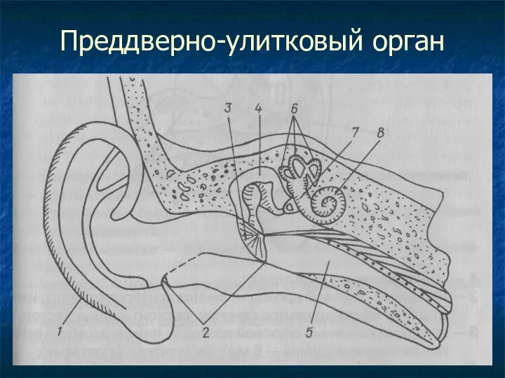 Преддверно-улитковый орган