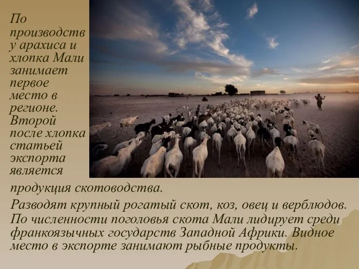 По производству арахиса и хлопка Мали занимает первое место в регионе.