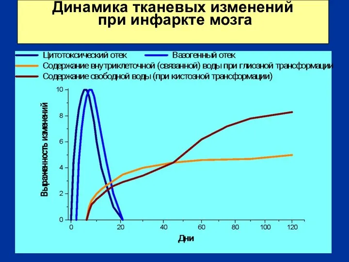 Динамика тканевых изменений при инфаркте мозга