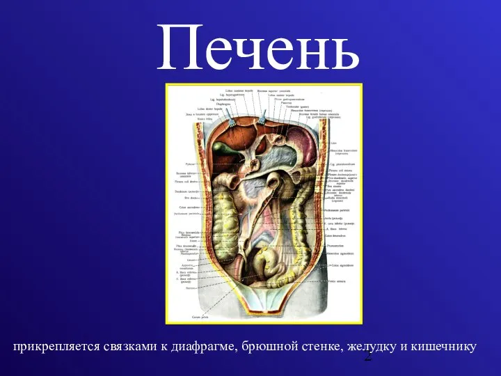 Печень прикрепляется связками к диафрагме, брюшной стенке, желудку и кишечнику