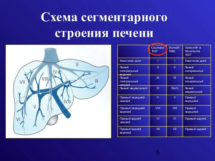 Схема сегментарного строения печени