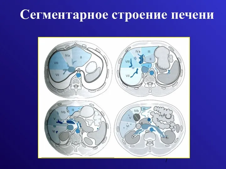 Сегментарное строение печени