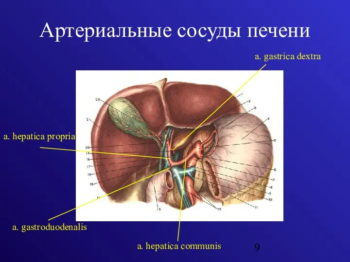 Артериальные сосуды печени a. hepatica communis a. hepatica propria a. gastroduodenalis a. gastrica dextra