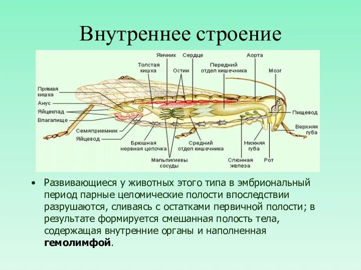 Внутреннее строение Развивающиеся у животных этого типа в эмбриональный период парные